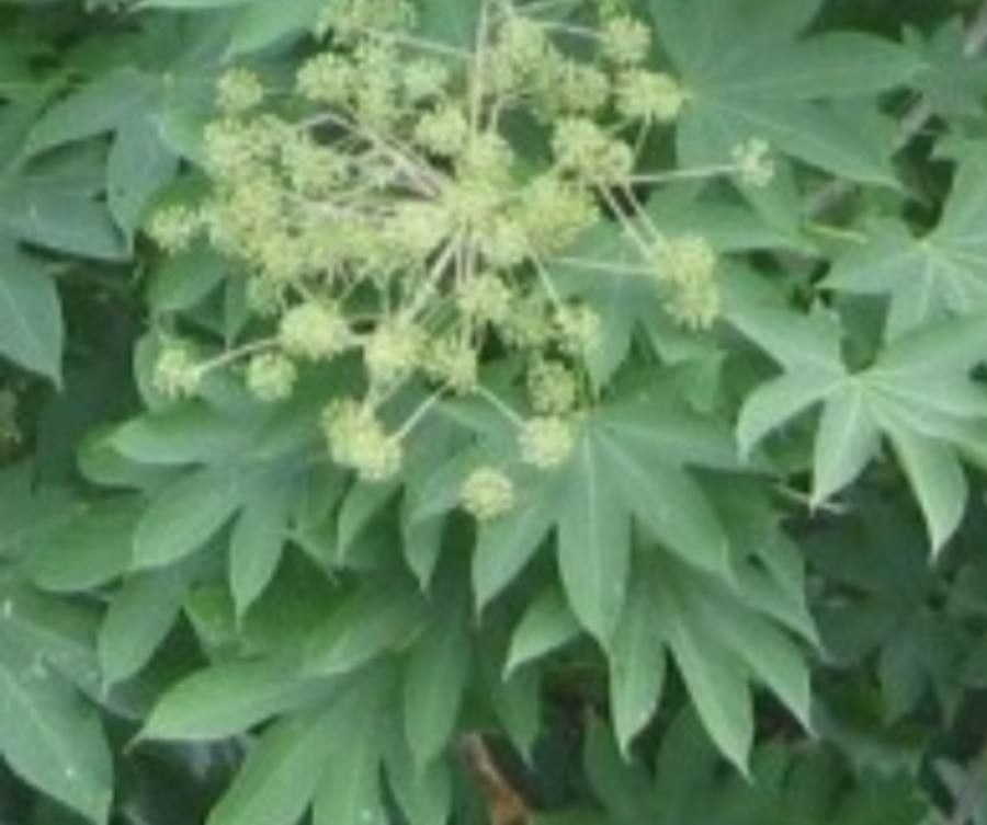 Kalopanax septemlobus flower