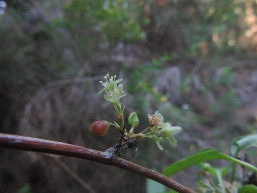 Muehlenbeckia hastulata flower