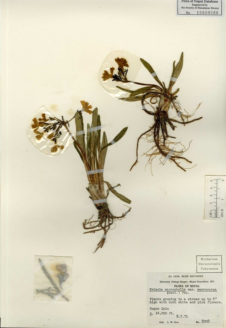 Primula megalocarpa other