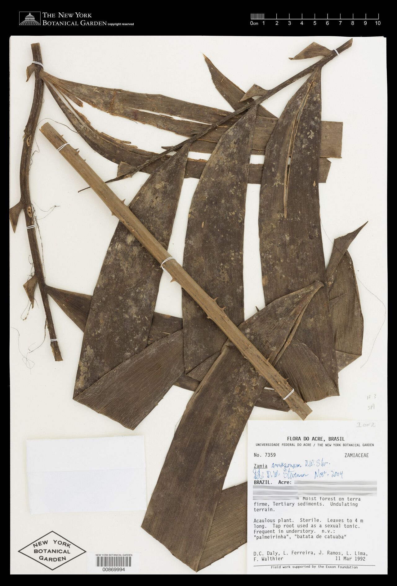 Zamia amazonum — related species from the same genus