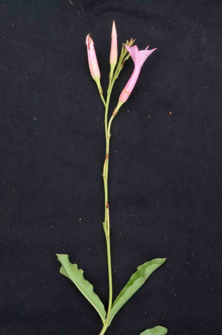 Mandevilla pohliana leaf