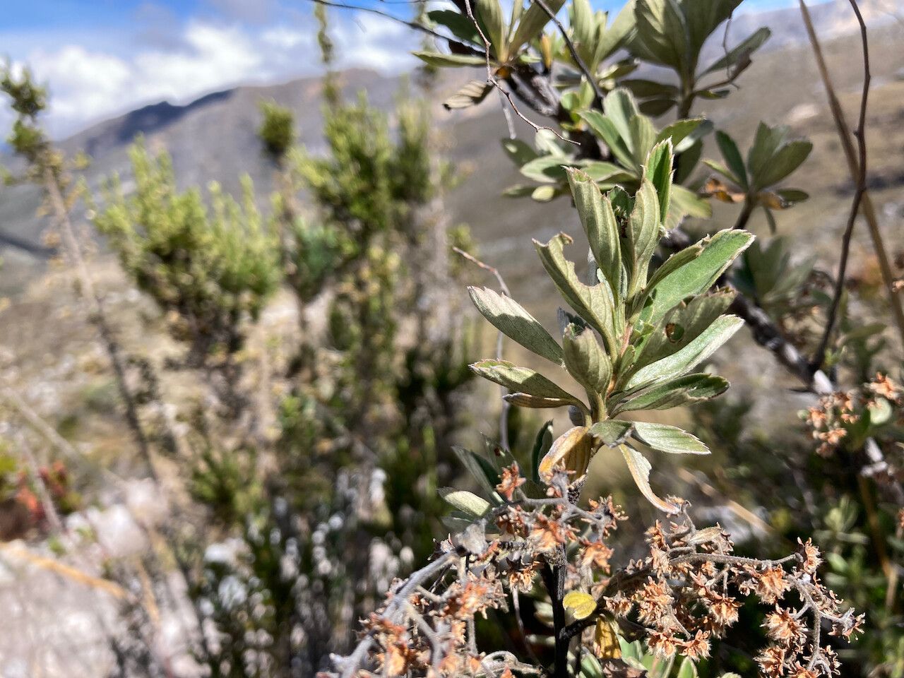 Alchemilla polylepis — houseplant care guide