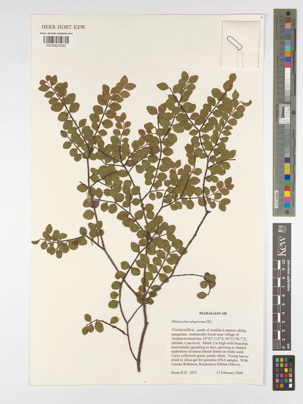 Memecylon ulopterum — houseplant care guide