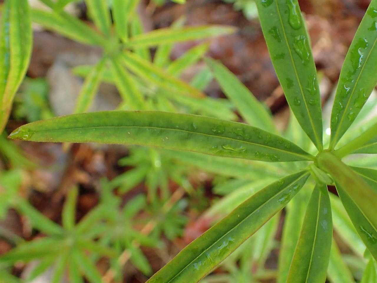 Galium aristatum — search result for 'Germany'