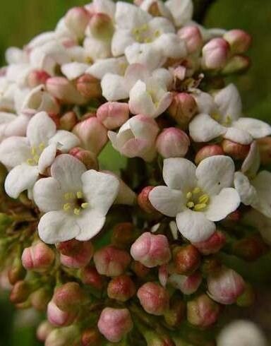 Viburnum × carlcephalum flower