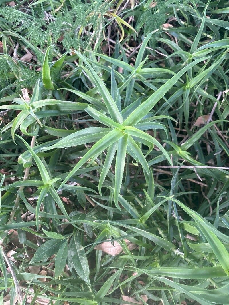 Aloiampelos tenuior leaf