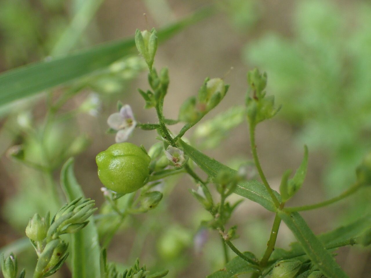 Veronica anagalloides fruit