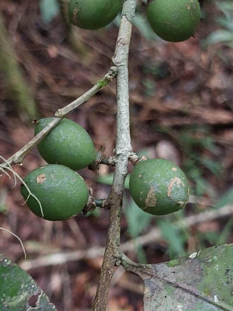 Drypetes madagascariensis fruit