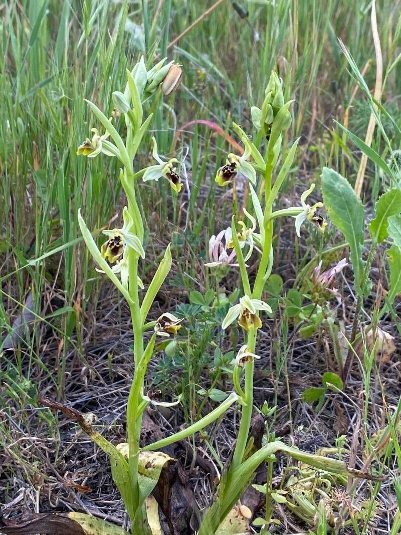 Ophrys bornmuelleri — houseplant care guide