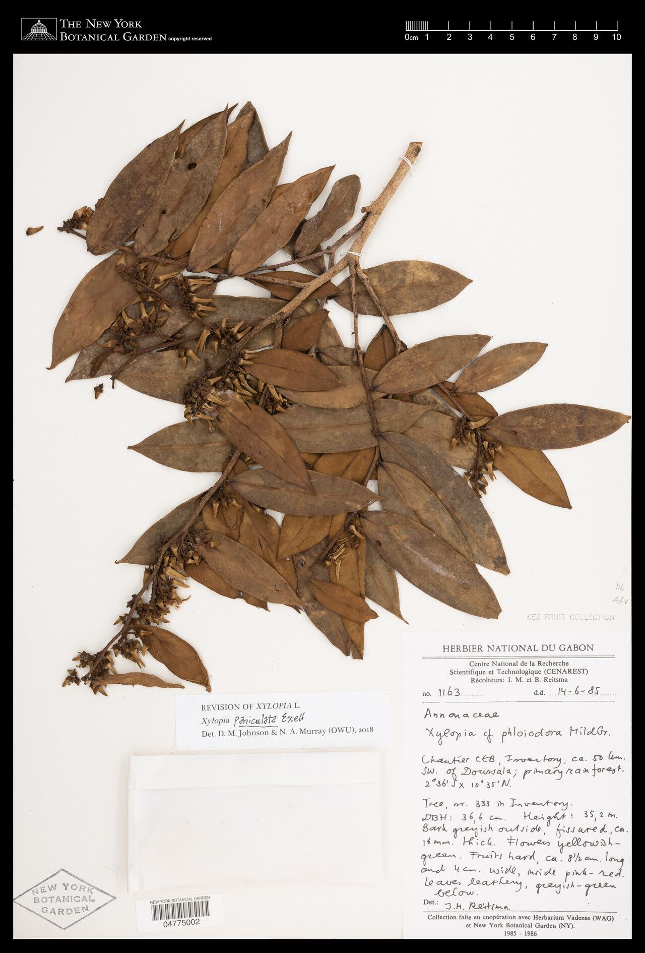 Xylopia paniculata — houseplant care guide