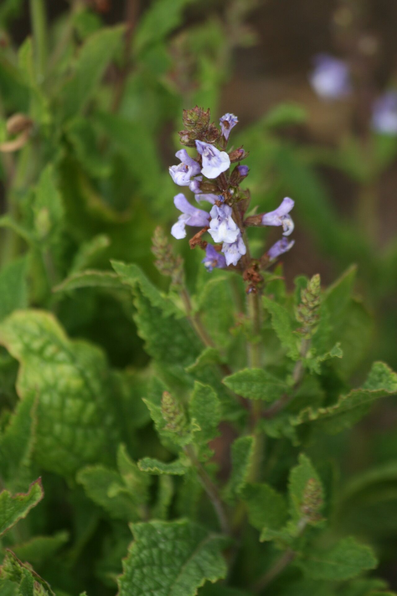 Salvia interrupta flower