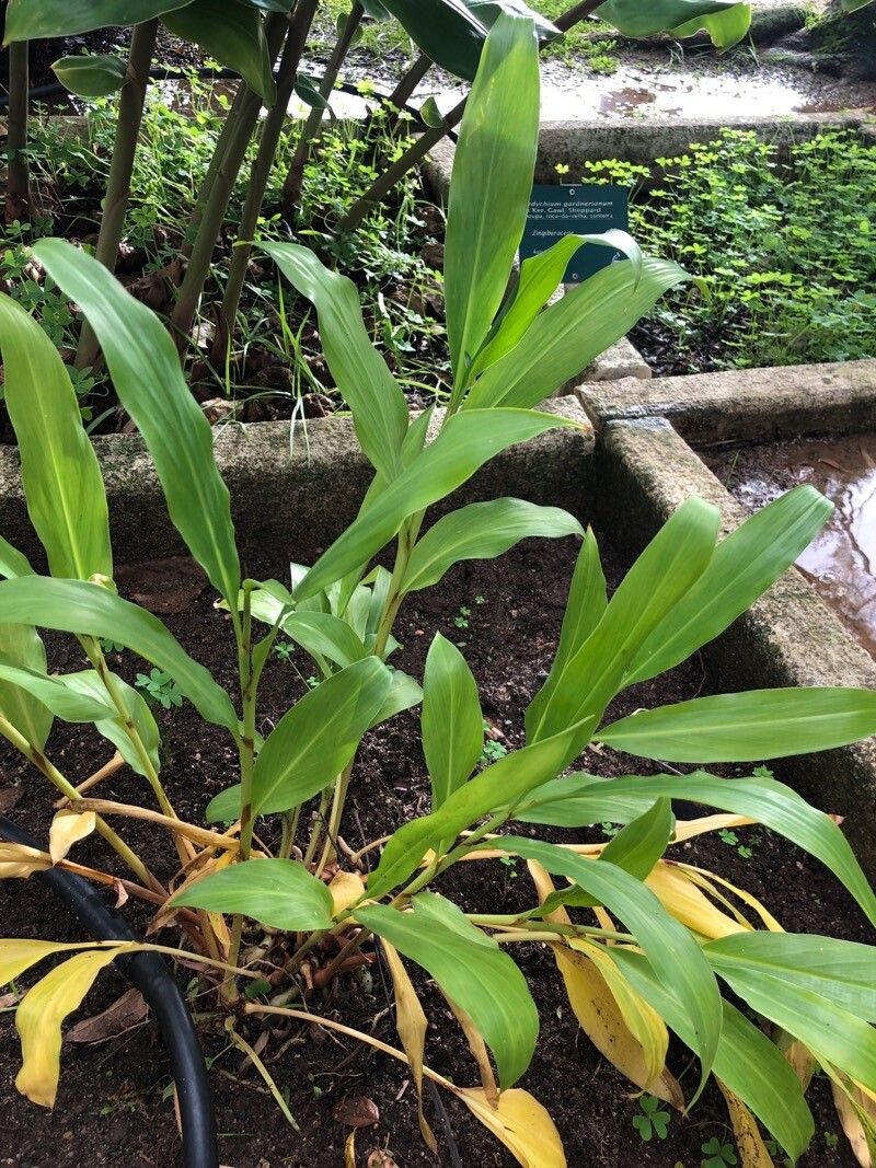 Hedychium muluense — search result for 'Hedychium'