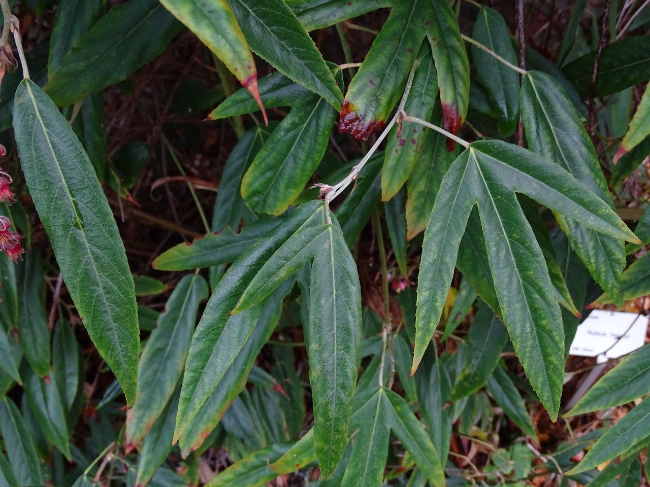 Rubus henryi — houseplant care guide