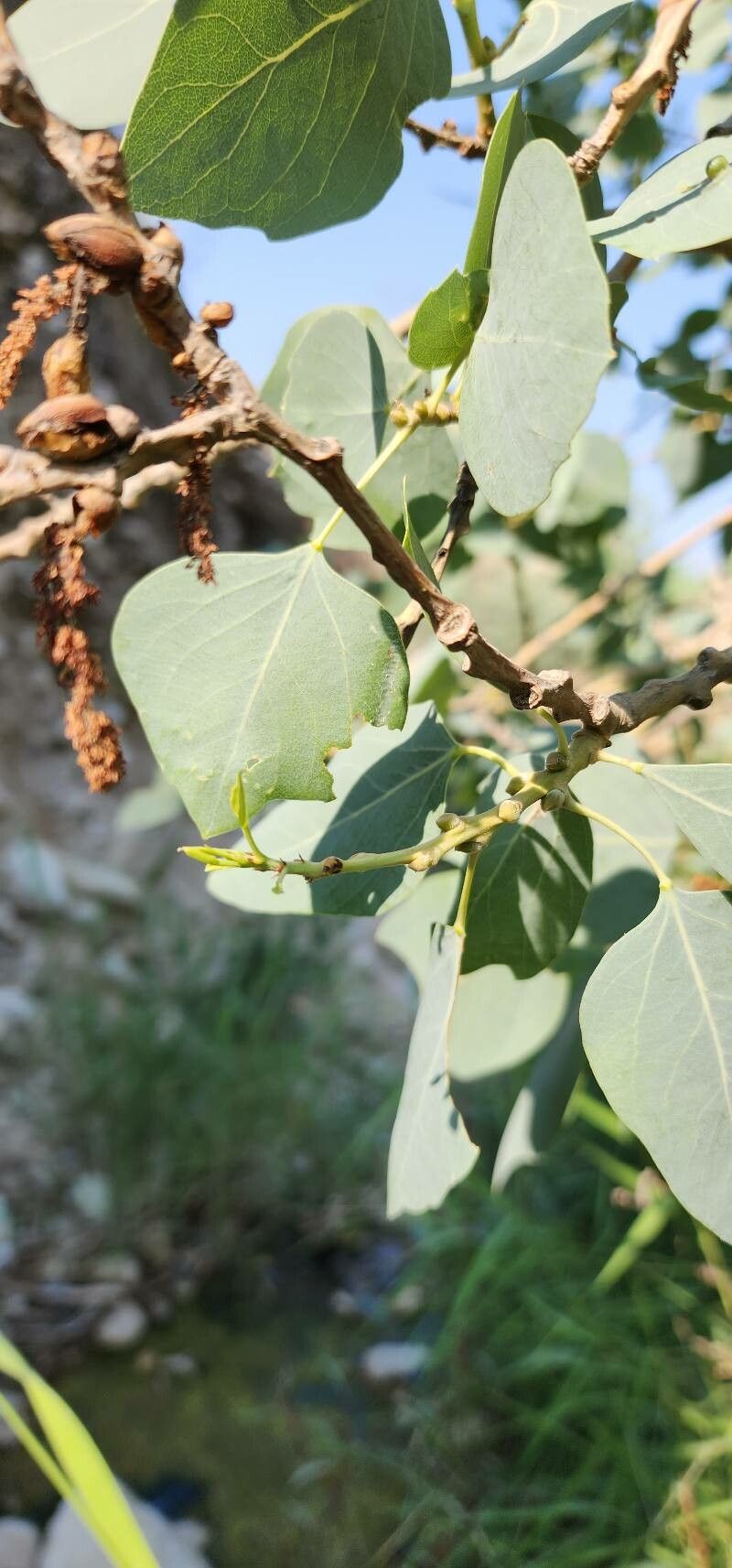 Populus euphratica bark