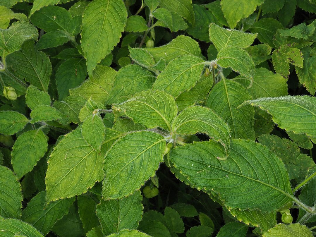 Strobilanthes nutans — houseplant care guide