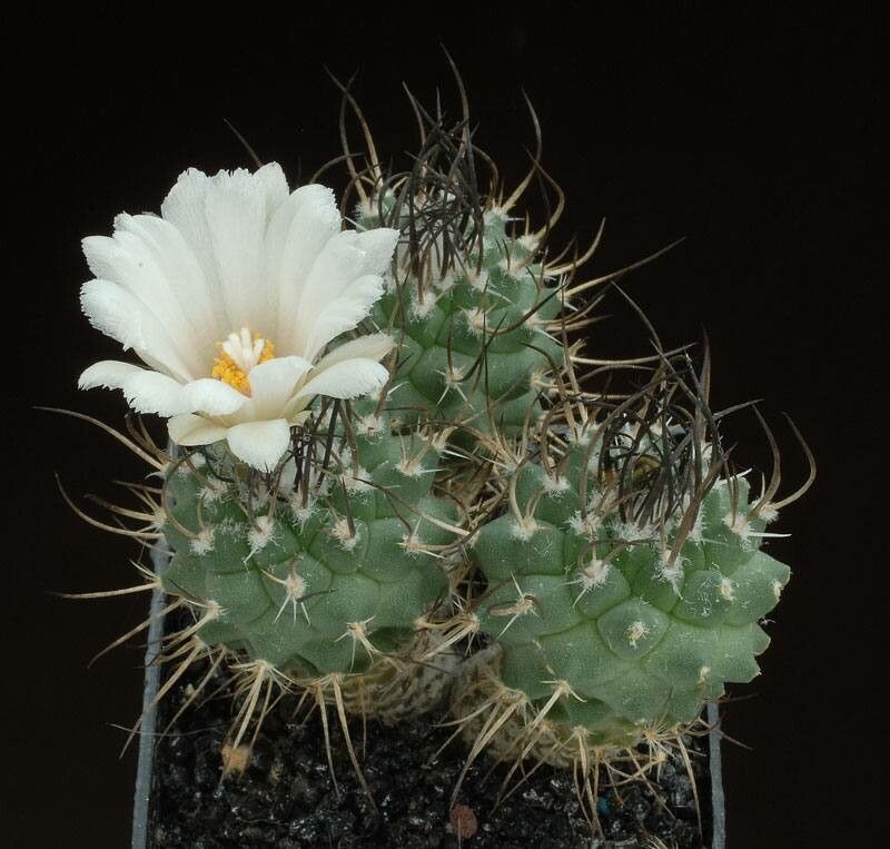 Turbinicarpus × roseiflorus habit