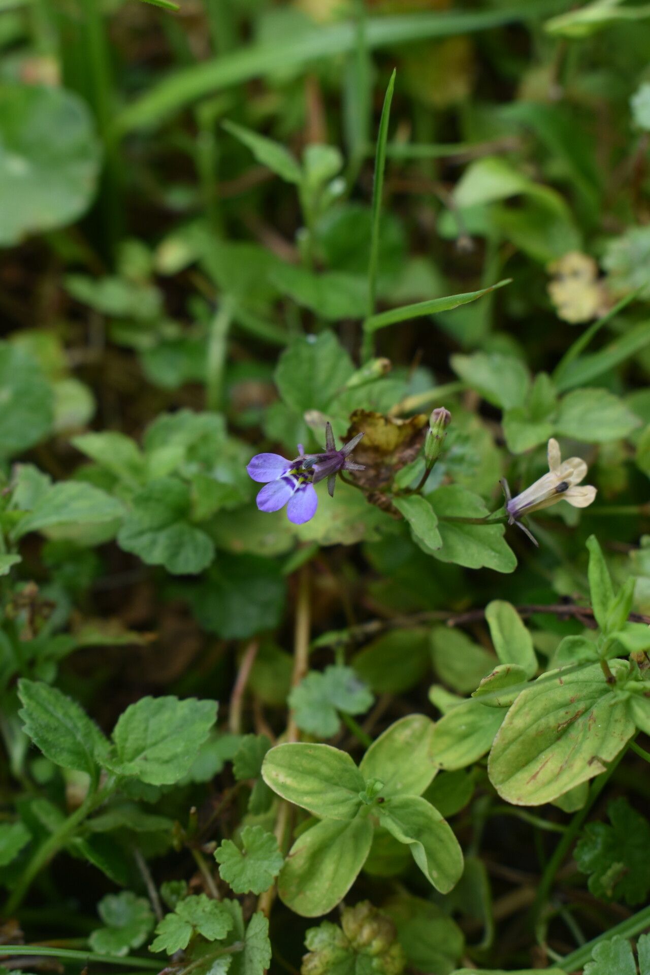Lobelia rubescens — houseplant care guide
