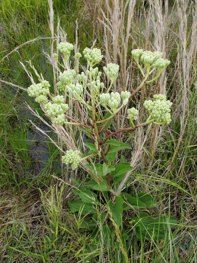 Arnoglossum plantagineum flower