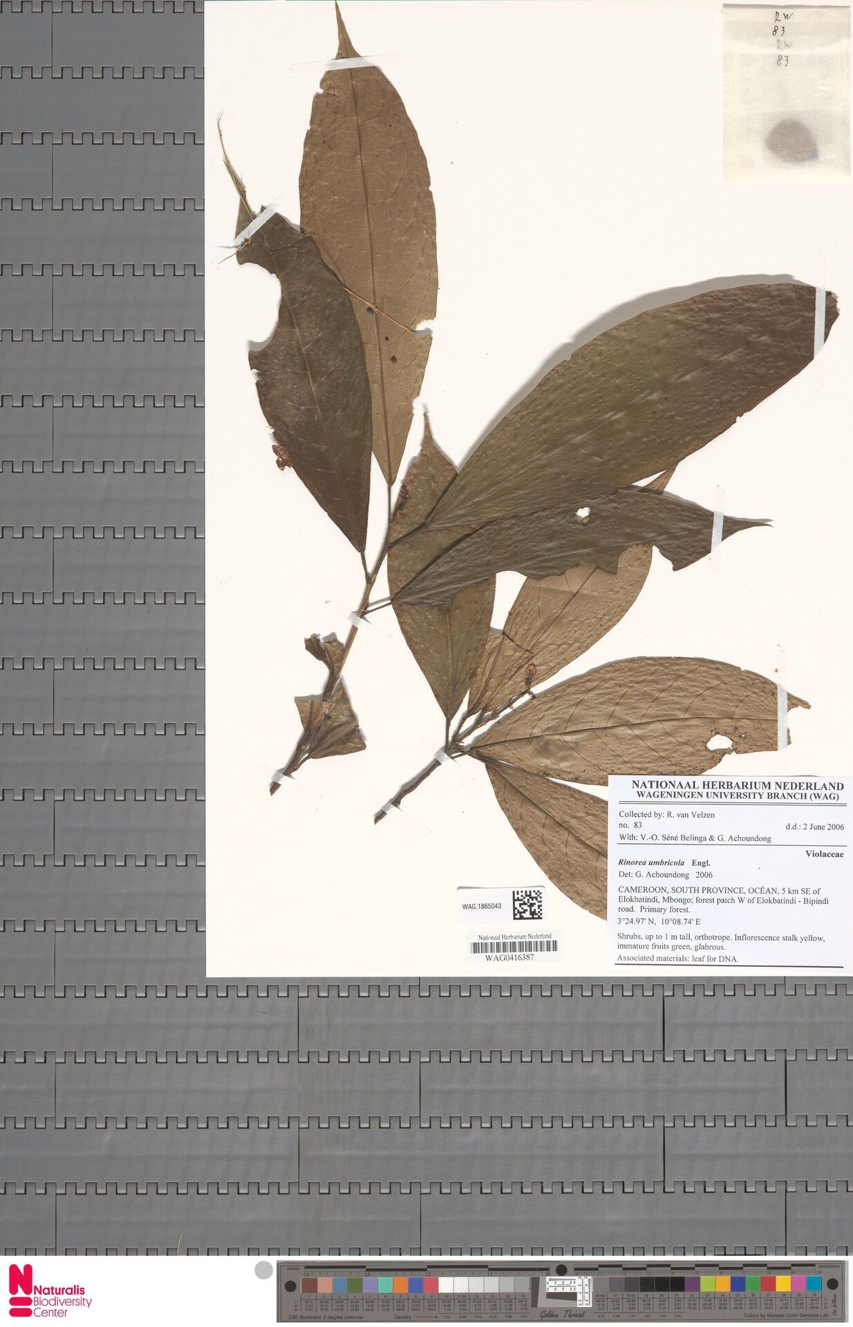 Rinorea umbricola — houseplant care guide