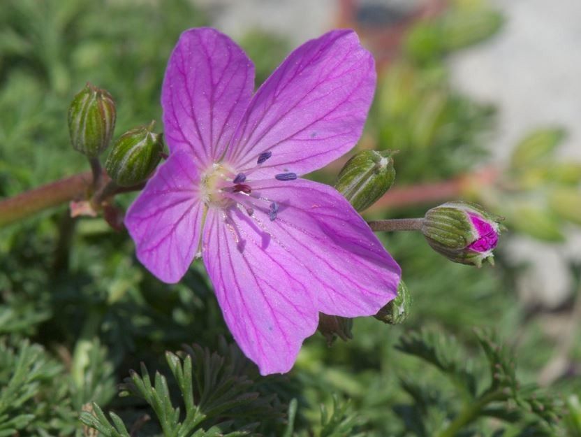 Erodium rodiei flower