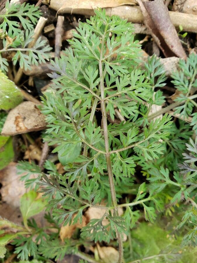 Daucus pusillus — search result for 'Apiaceae'
