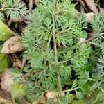 Daucus pusillus