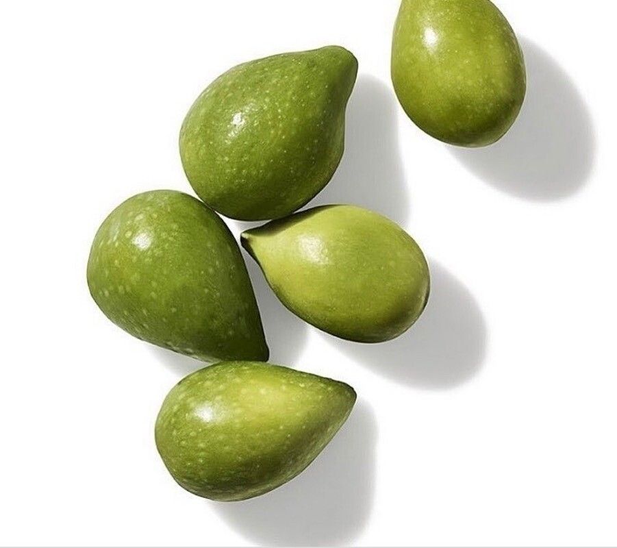 Terminalia fagifolia — search result for 'Terminalia'