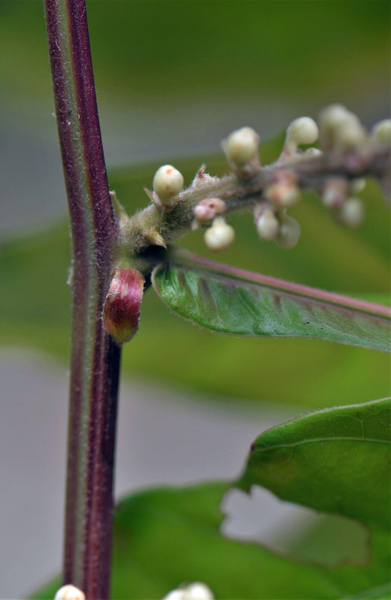 Paullinia imberbis bark
