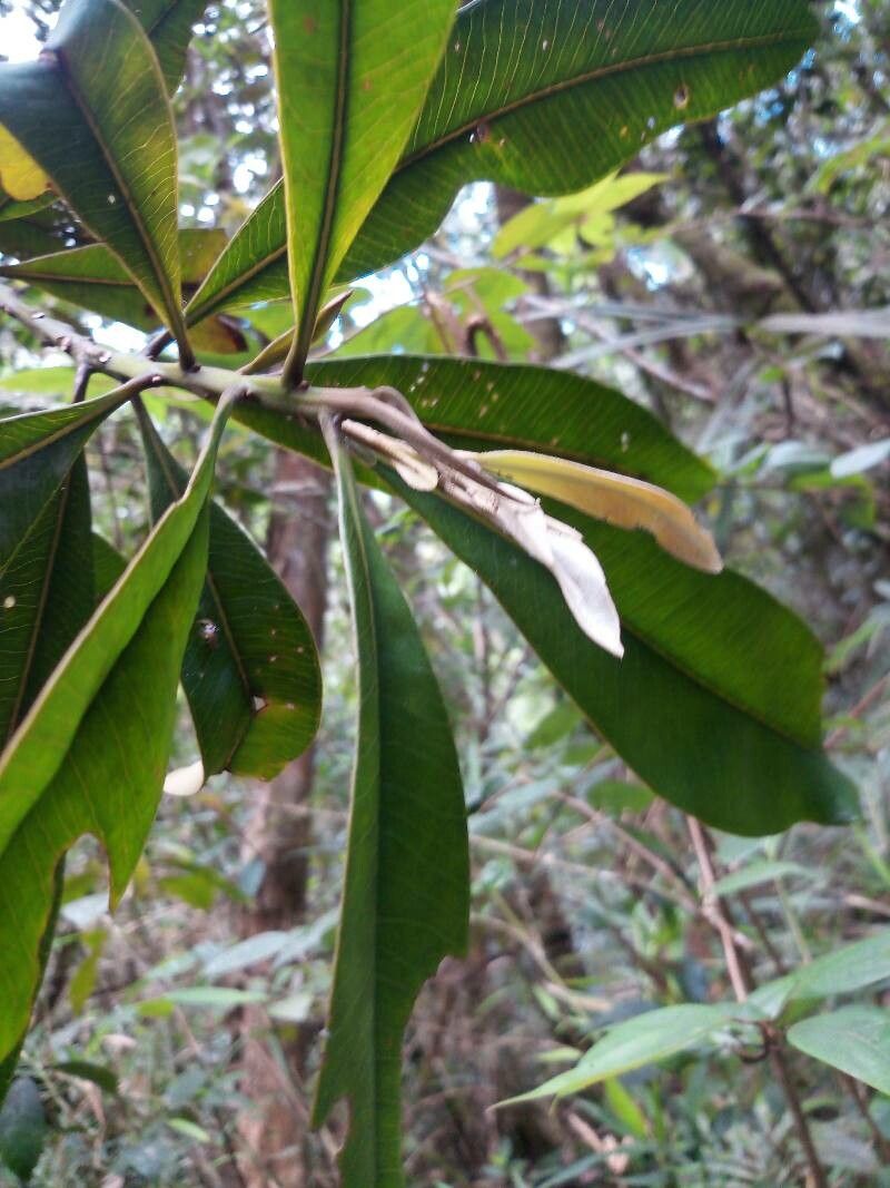 Tristaniopsis merguensis leaf