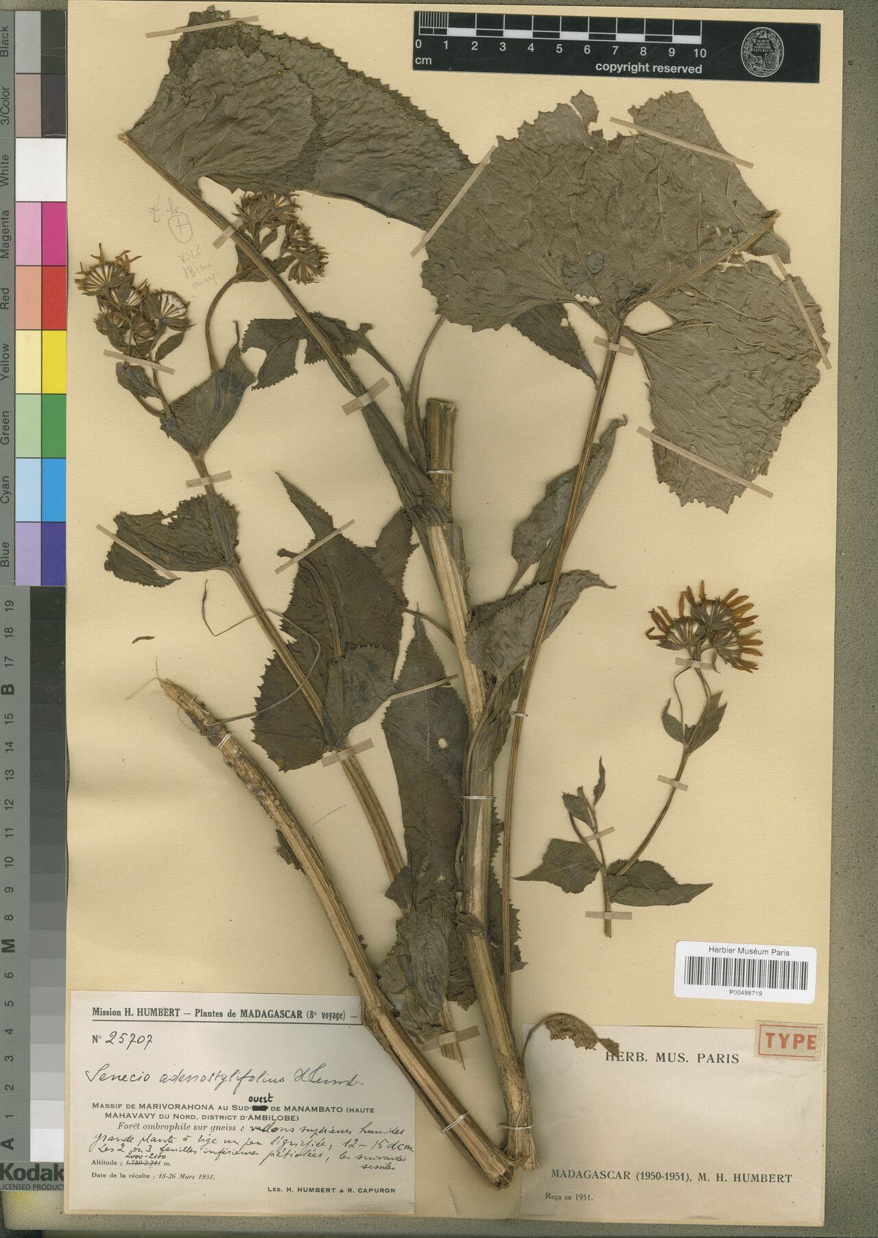 Senecio adenostylifolius