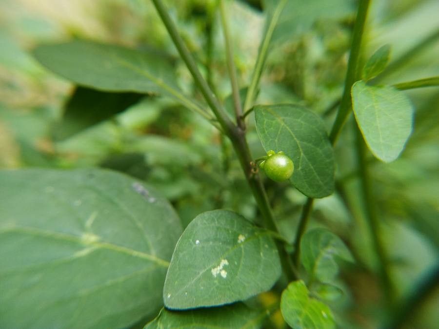 Solanum ptychanthum fruit