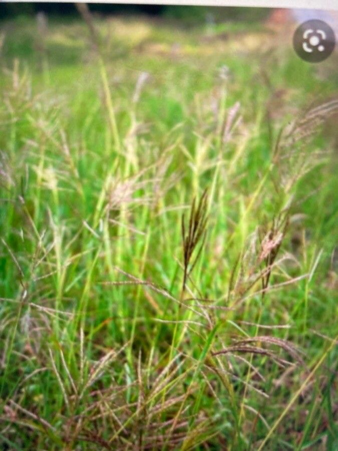 Bothriochloa pertusa — houseplant care guide