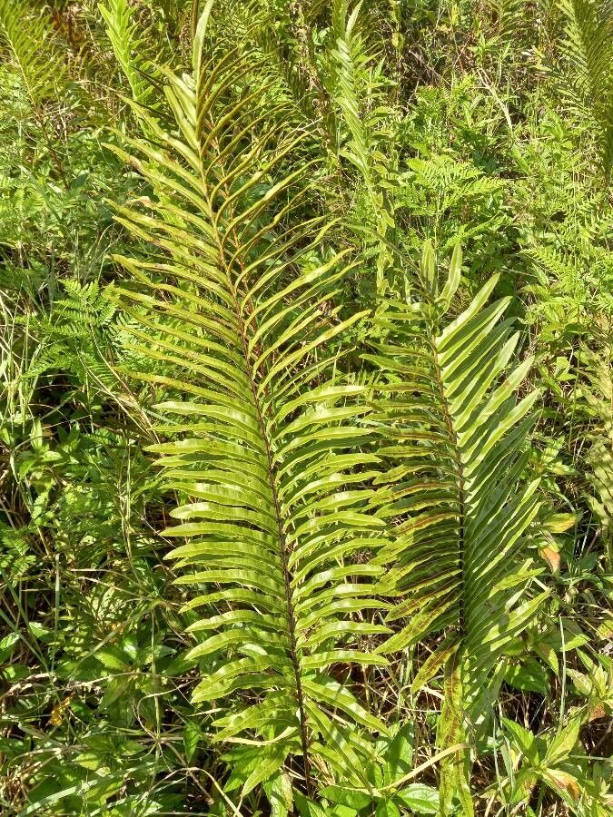 Blechnum orientale — houseplant care guide