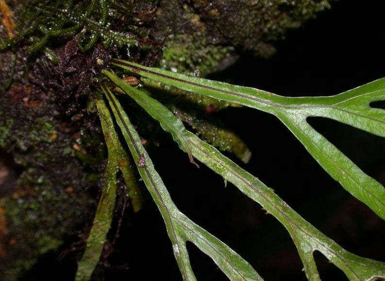 Pleopeltis christensenii bark