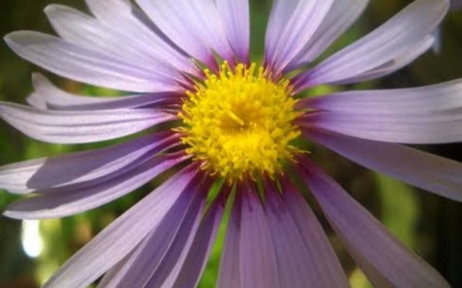 Felicia annectens — search result for 'Felicia'