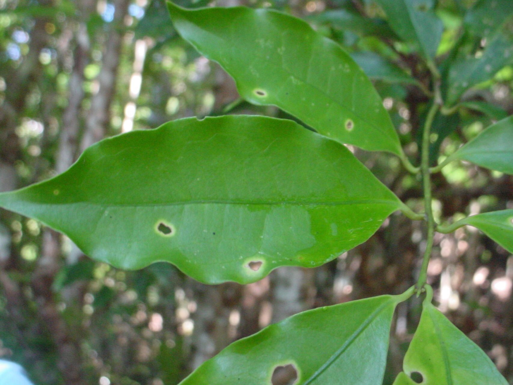 Hedycarya engleriana — houseplant care guide