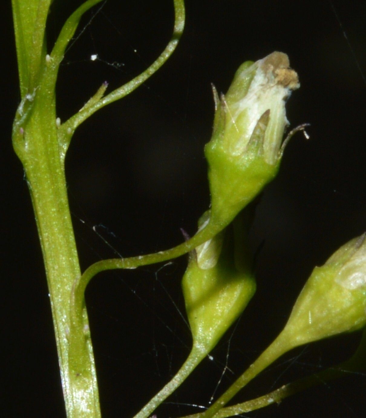 Lobelia cliffortiana fruit