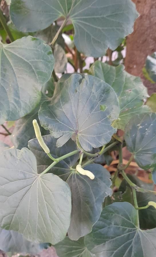 Piper regnellii flower