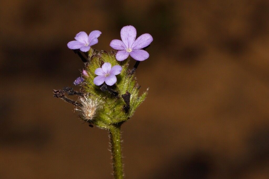 Buchnera randii flower