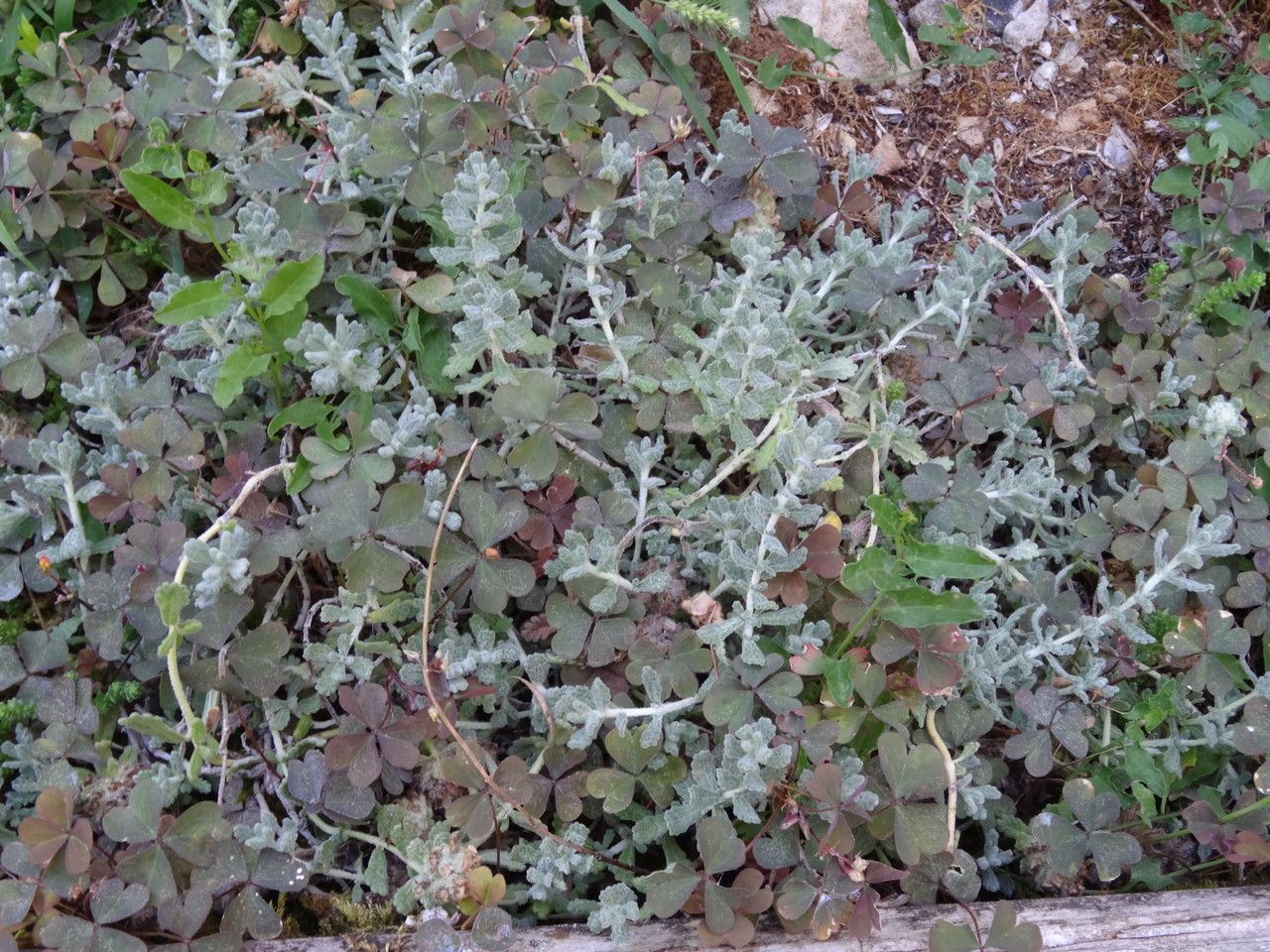 Teucrium rouyanum habit