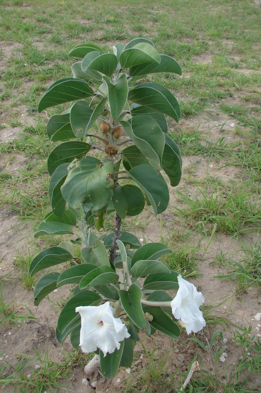 Ipomoea hildebrandtii — houseplant care guide