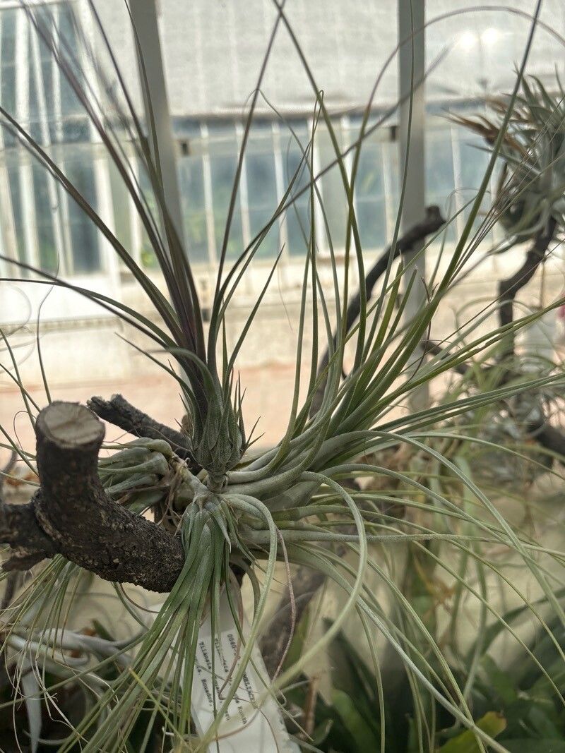 Tillandsia disticha — houseplant care guide