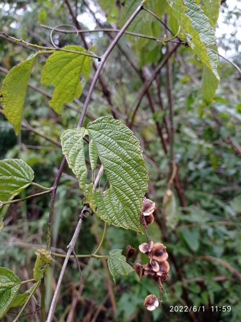 Gouania lupuloides leaf