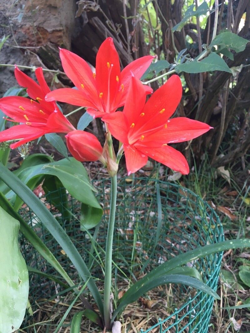 Cyrtanthus elatus habit