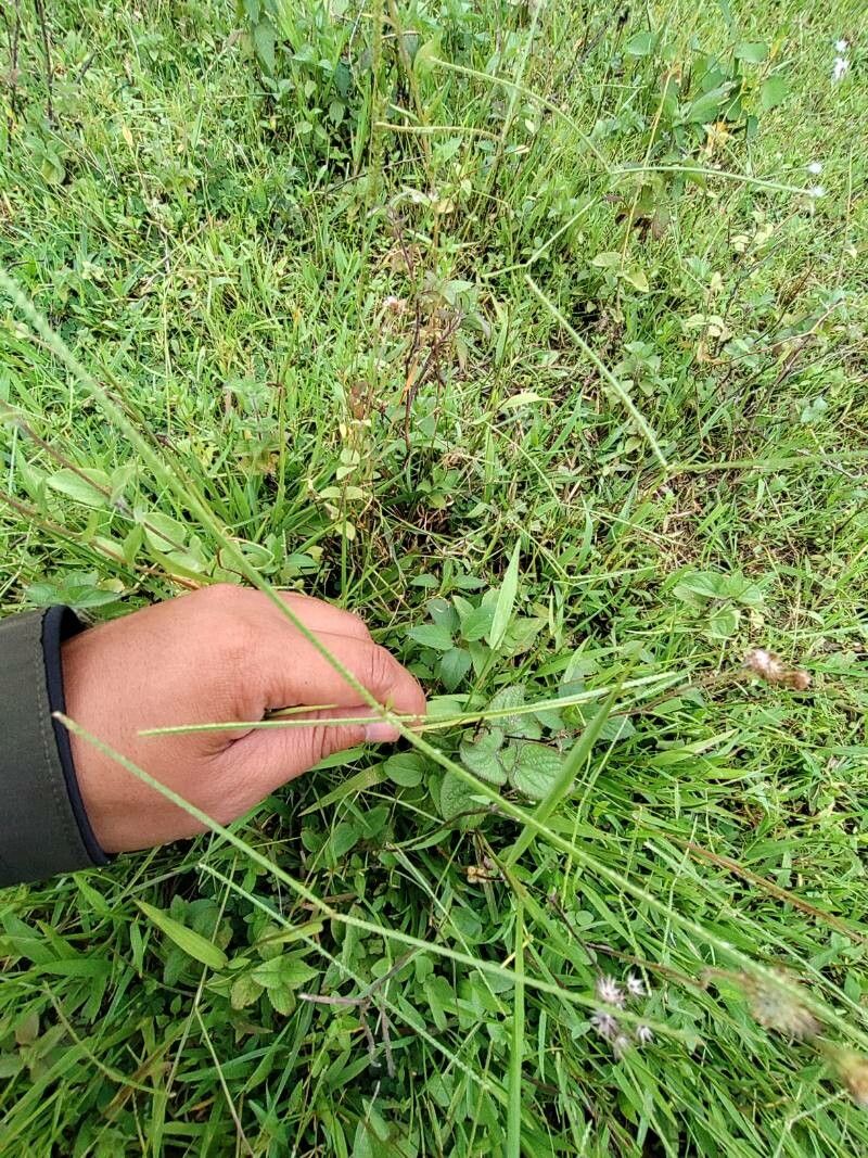 Paspalum notatum — search result for 'Paspalum'