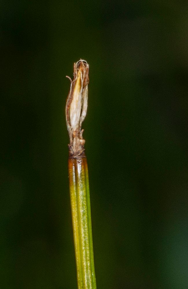 Trichophorum cespitosum fruit