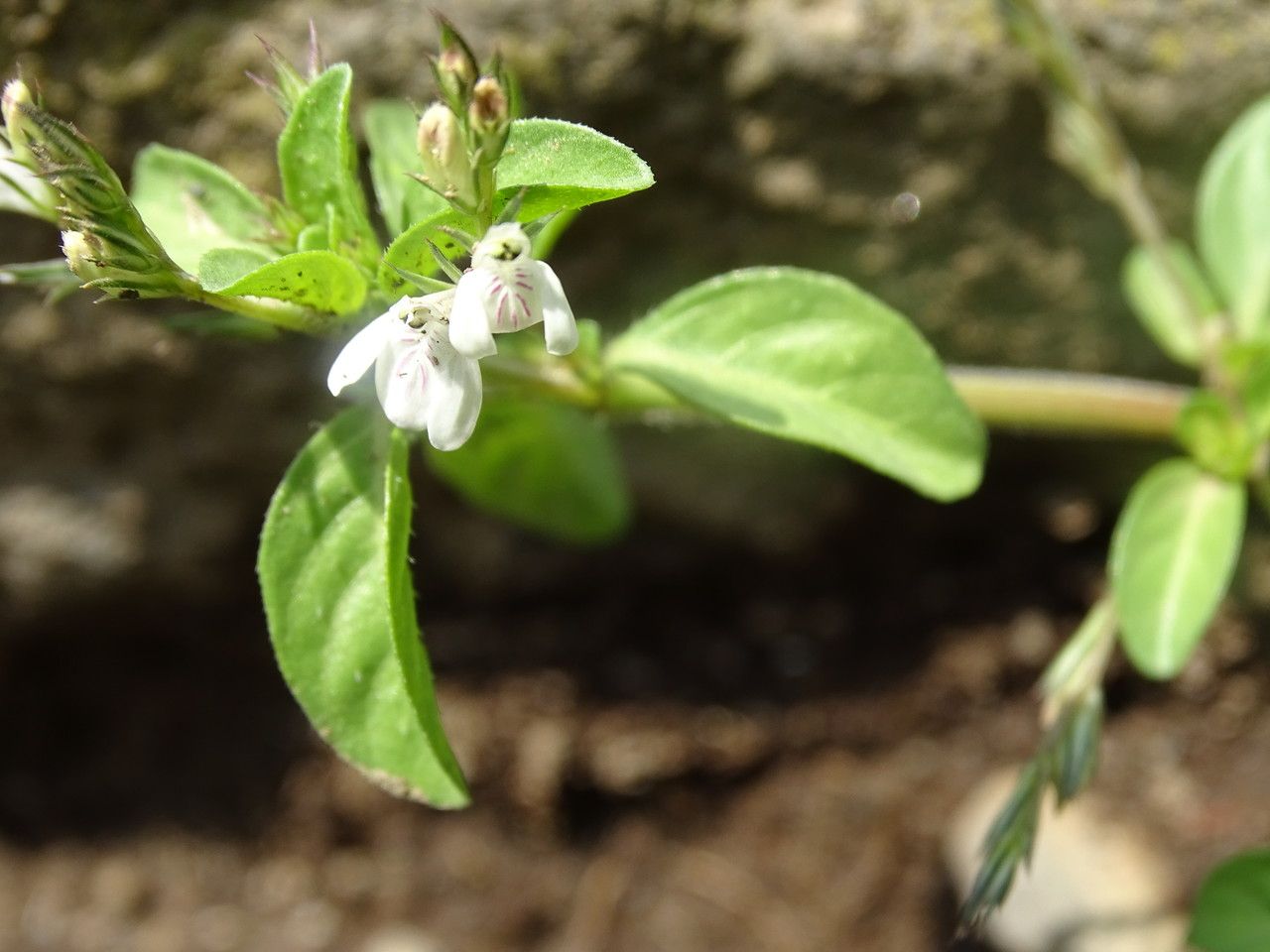 Justicia exigua flower