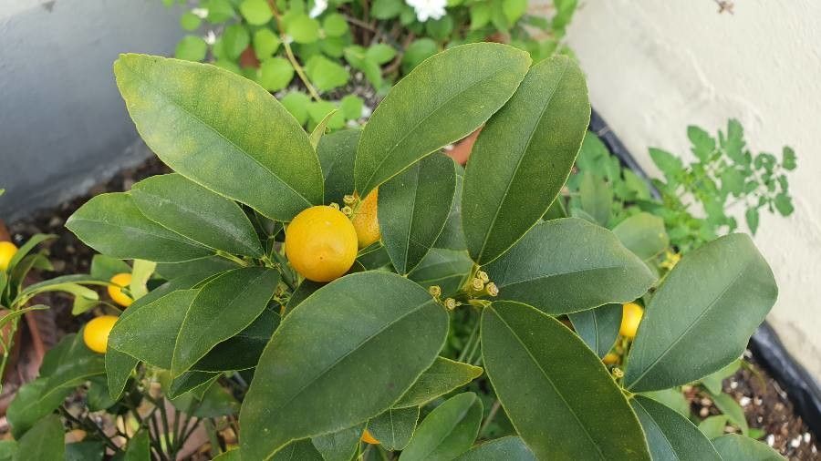 Fortunella japonica fruit