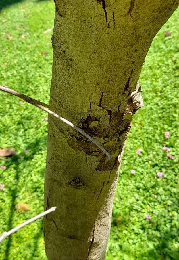 Calliandra foliolosa bark