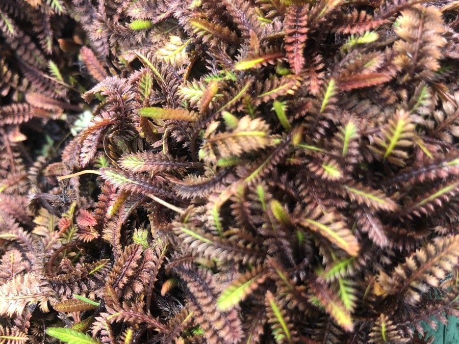 Leptinella potentillina — related species from the same genus